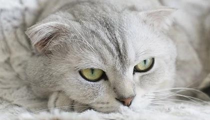 九游体育下载-天津权健前锋连场进球，成为攻击箭头，天津权健最佳阵容