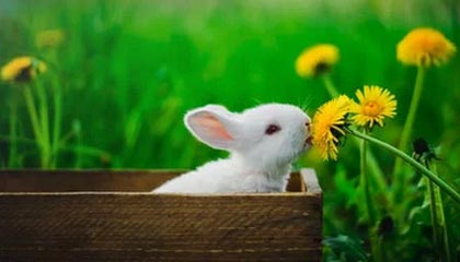 九游体育下载-天津权健前锋连场进球，成为攻击箭头，天津权健最佳阵容